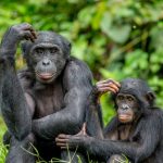 csm_Bonobo_shutterstock_1051536416_cr_f4096bd7f8