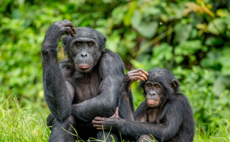 csm_Bonobo_shutterstock_1051536416_cr_f4096bd7f8