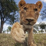 Curious adolescent lion