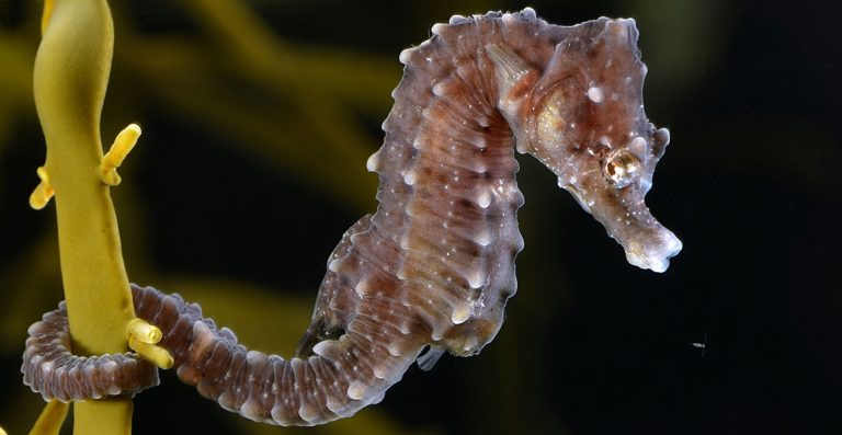 seahorse-hippocampus-hippocampus-full-width