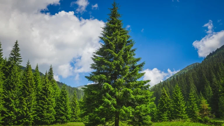 Bright-summer-landscape-alone-tender-pine-tree-