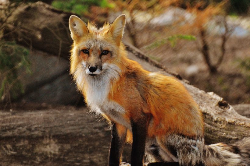 The Fox, Nature’s Clever and Adaptable Predator