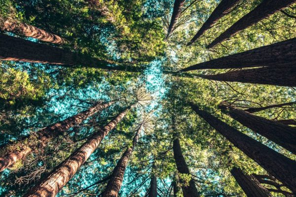 The Secret Language of Trees: Underground Fungal Networks That Help Forests ‘Talk’