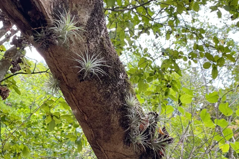 Epiphytic Adaptations: Thriving Without Soil