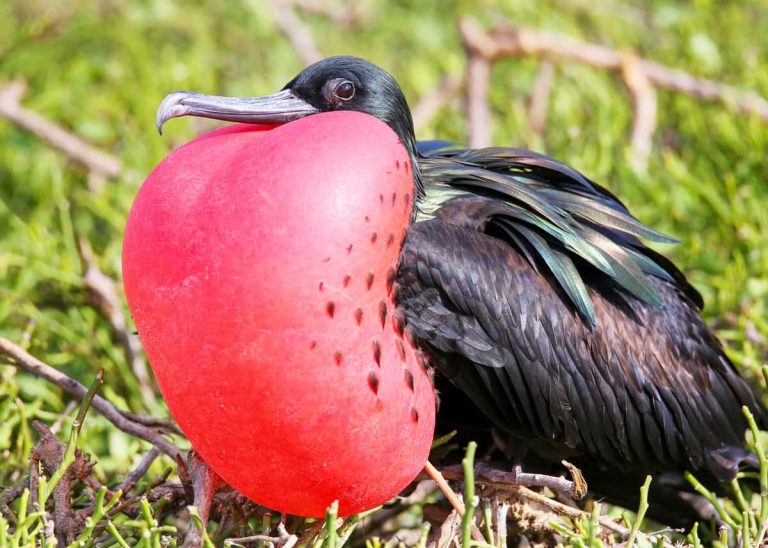 Magnificent-Frigatebirds-1