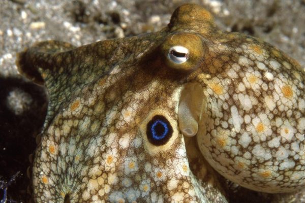 Octopuses Can Edit Their Own RNA — Rewriting the Rules of Biology