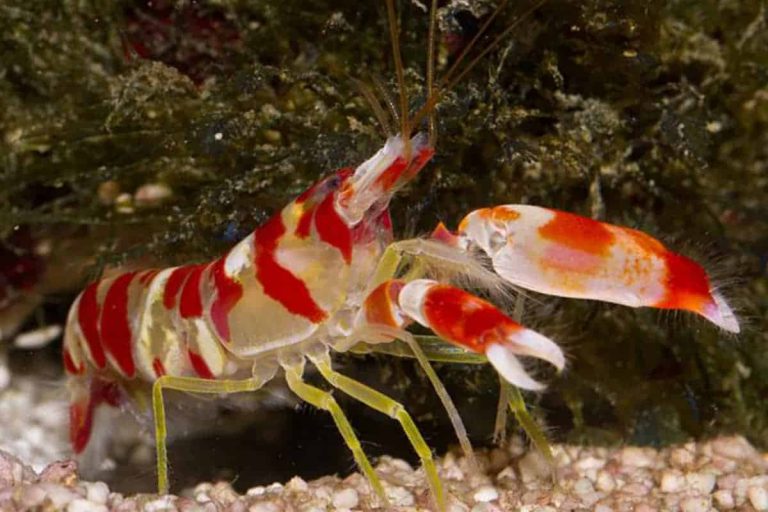 Pistol-Shrimp-–-Detailed-Guide-Care-Diet-and-Breeding