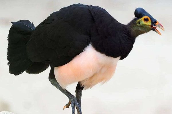 Maleo, The Unique Sulawesi Bird That Lays Eggs in Hot Sand