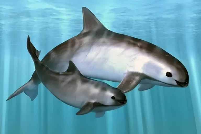 The-Vaquita-1024x683
