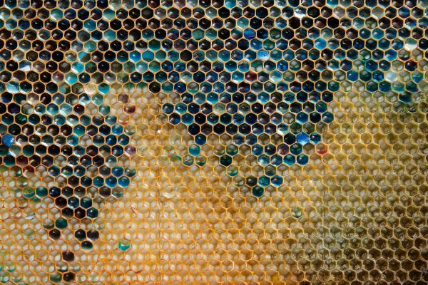 Blue Honey, How Candy‑Fed Bees Turned Apiaries Technicolor
