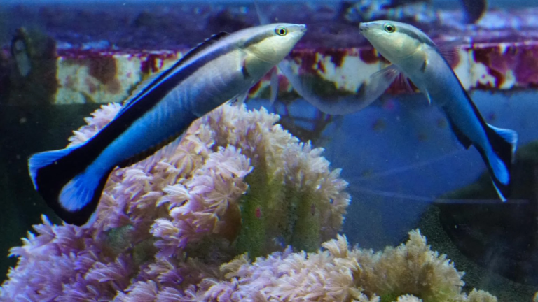 image_2025-09-17_073709701